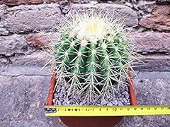 Echinocactus grusonii cactus d'occasion  Livré partout en France