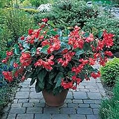 Begonia fibrous dragon for sale  Delivered anywhere in USA 