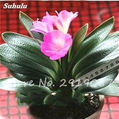 Seeds semi clivia for sale  Delivered anywhere in UK