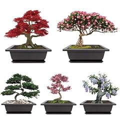 Meekear growing acacia for sale  Delivered anywhere in USA 