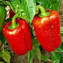 Capsicum red seeds usato  Spedito ovunque in Italia 