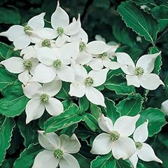 Cornus kousa chinensis for sale  Delivered anywhere in UK