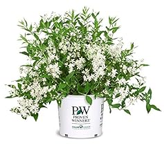 Proven winners deutzia for sale  Delivered anywhere in USA 