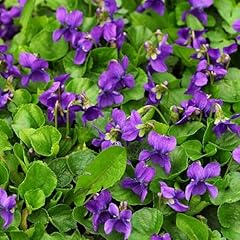 1000 violet sweet for sale  Delivered anywhere in USA 
