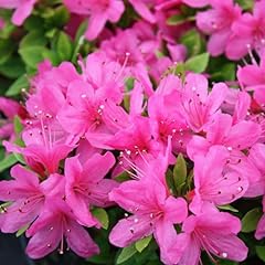 Azalea geisha pink for sale  Delivered anywhere in Ireland