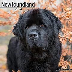 Newfoundland calendar 2024 for sale  Delivered anywhere in UK