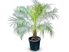 Tropictrees phönix roebelenii d'occasion  Livré partout en France