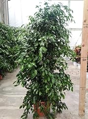 Ficus benjamin verde usato  Spedito ovunque in Italia 