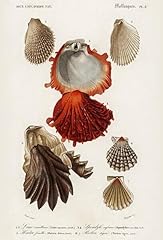 Lima squamosa spondylus for sale  Delivered anywhere in USA 