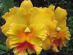 Rlc. chomthong delight for sale  Delivered anywhere in USA 