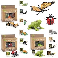 Montessori life cycle for sale  Delivered anywhere in USA 