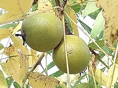 Black walnut tree for sale  Delivered anywhere in UK