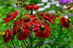 Helenium red shades for sale  Delivered anywhere in Ireland