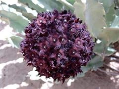 Germination seeds caralluma d'occasion  Livré partout en France