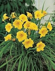 Bareroot hemerocallis stella for sale  Delivered anywhere in USA 