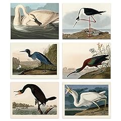 Vintage audubon birds for sale  Delivered anywhere in UK