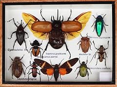 Real mixed beetle for sale  Delivered anywhere in USA 
