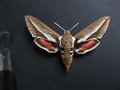 Seathorn hawk moth for sale  Delivered anywhere in USA 