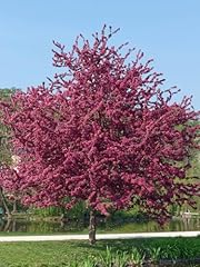 Prairiefire crabapple tree for sale  Delivered anywhere in USA 