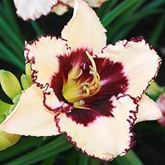Blueberry sundae daylily for sale  Delivered anywhere in USA 