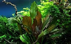Tropica aquarium pflanze gebraucht kaufen  Wird an jeden Ort in Deutschland