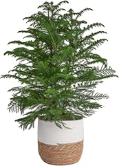 Costa farms live for sale  Delivered anywhere in USA 