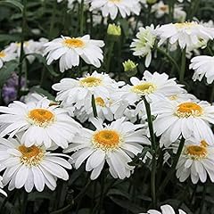 Shasta daisy seeds for sale  Delivered anywhere in USA 