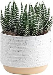 Costa farms live for sale  Delivered anywhere in USA 