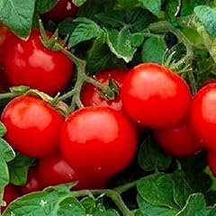 250 cherry tomato for sale  Delivered anywhere in USA 