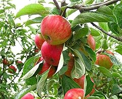 Dwarf fuji apple for sale  Delivered anywhere in USA 