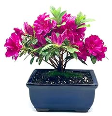Live azalea bonsai for sale  Delivered anywhere in USA 