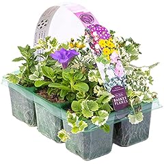 Beautiful mixed hanging for sale  Delivered anywhere in UK