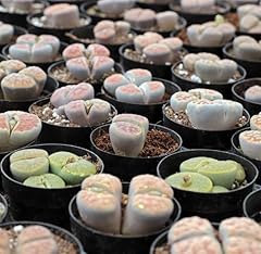 Lithops mised succulent for sale  Delivered anywhere in UK