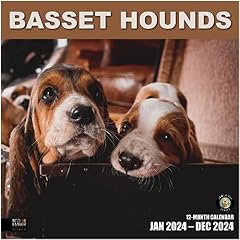 Basset hounds 2024 for sale  Delivered anywhere in USA 