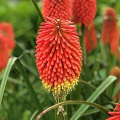 Garden kniphofia flamenco for sale  Delivered anywhere in UK