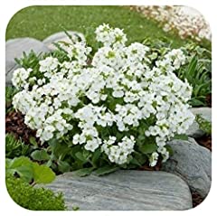 8 Arabis Snowcap Large Plug Plants White Hardy Perennial for sale  Delivered anywhere in UK