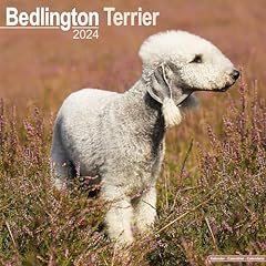 Bedlington terrier calendar for sale  Delivered anywhere in Ireland