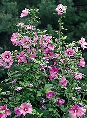 Hardy hibiscus plant for sale  Delivered anywhere in USA 