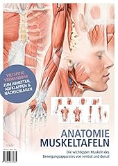 Anatomie muskeltafeln wichtigs gebraucht kaufen  Wird an jeden Ort in Deutschland