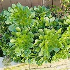 Aeonium arboreum samen gebraucht kaufen  Wird an jeden Ort in Deutschland