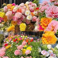 Moss rose seeds for sale  Delivered anywhere in USA 