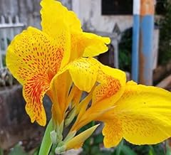 Richard wallace canna for sale  Delivered anywhere in USA 