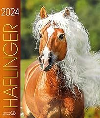 Haflinger 2024 haflinger gebraucht kaufen  Wird an jeden Ort in Deutschland