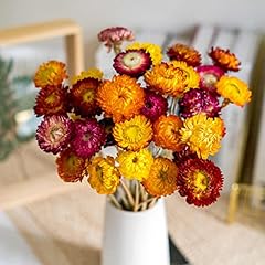 Natural dried daisy for sale  Delivered anywhere in USA 