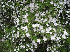 Mock orange plant for sale  Delivered anywhere in USA 