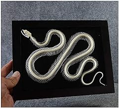 Snake skeleton specimen for sale  Delivered anywhere in UK