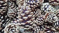 100 pine cones for sale  Delivered anywhere in UK