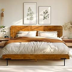 Acacia frida queen for sale  Delivered anywhere in USA 