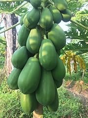 Generic papaya live for sale  Delivered anywhere in USA 