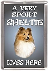 Shetland sheepdog sheltie for sale  Delivered anywhere in UK